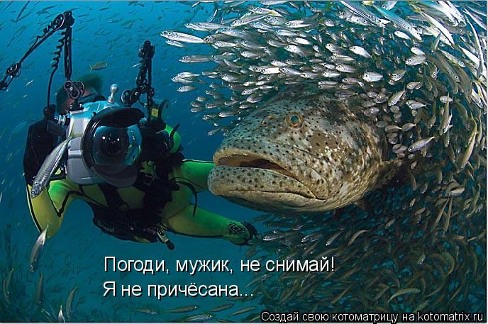 Погоди, мужик, не снимай! Я не причёсана...... Котоматрица: Погоди, мужик, не снимай! Я не причёсана...