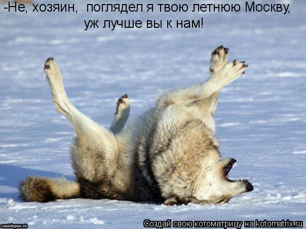Котоматрица: -Не, хозяин,  поглядел я твою летнюю Москву,   уж лучше вы к нам!