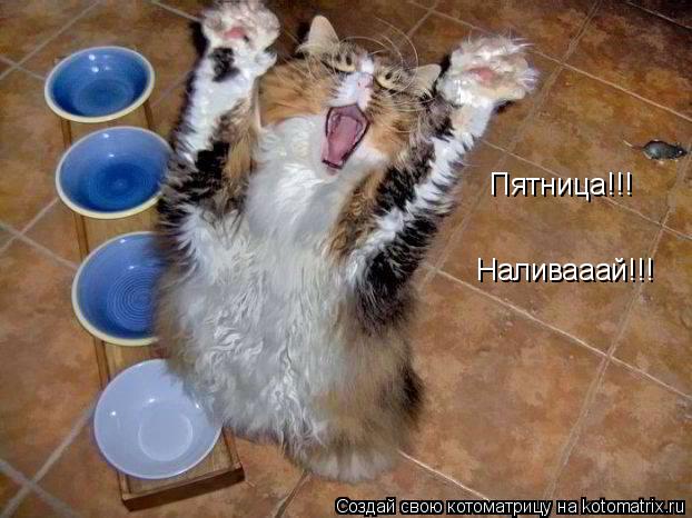 Котоматрица: Пятница!!! Наливааай!!!