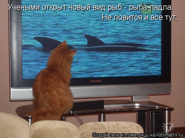 Котоматрица: Учеными открыт новый вид рыб - рыба-падла.  Не ловится и все тут...