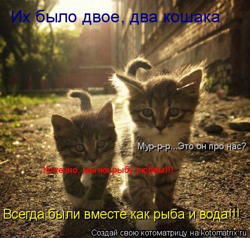 Котоматрица: Их было двое, два кошака Всегда были вместе как рыба и вода!!! Мур-р-р...Это он про нас? Конечно, мы же рыбу любим!!!