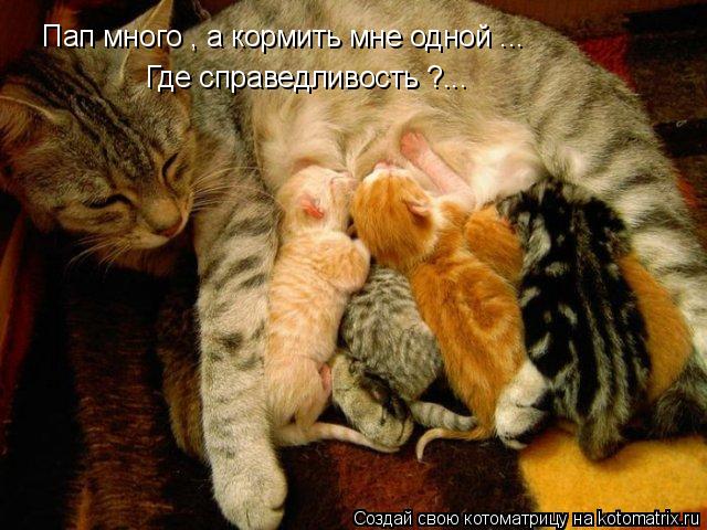 Пап много , а кормить мне одной ... Где справедливость ?...... Котоматрица: Пап много , а кормить мне одной ... Где справедливость ?...
