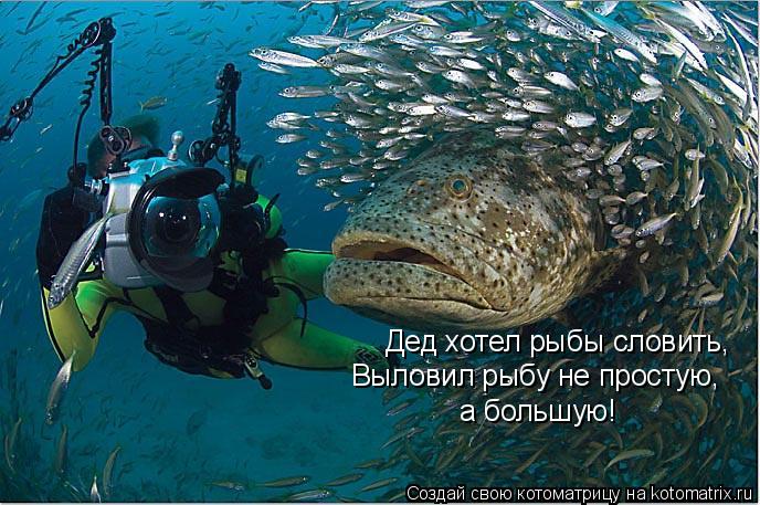 Котоматрица: Дед хотел рыбы словить, Выловил рыбу не простую, а большую!