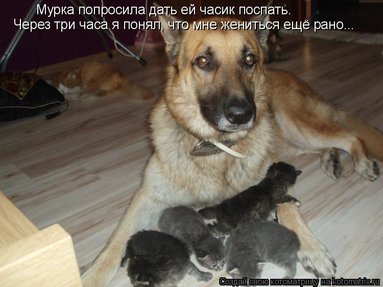 Мурка попросила дать ей часик поспать. Через три часа я понял, что мне жениться ещё рано...... Котоматрица: Мурка попросила дать ей часик поспать. Через три часа я понял, что мне жениться ещё рано...