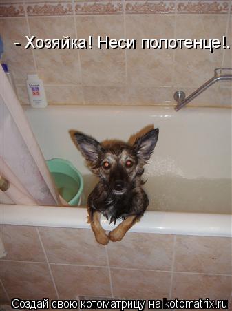 - Хозяйка! Неси полотенце!..... Котоматрица: - Хозяйка! Неси полотенце!..