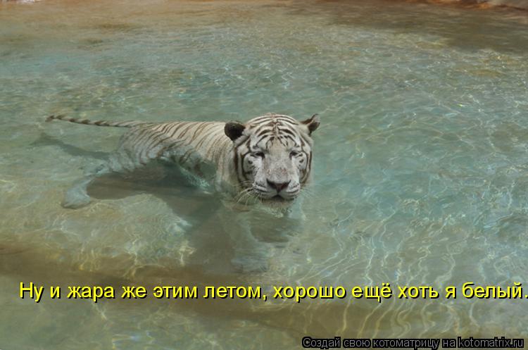 Ну и жара же этим летом, хорошо ещё хоть я белый.... Котоматрица: Ну и жара же этим летом, хорошо ещё хоть я белый.