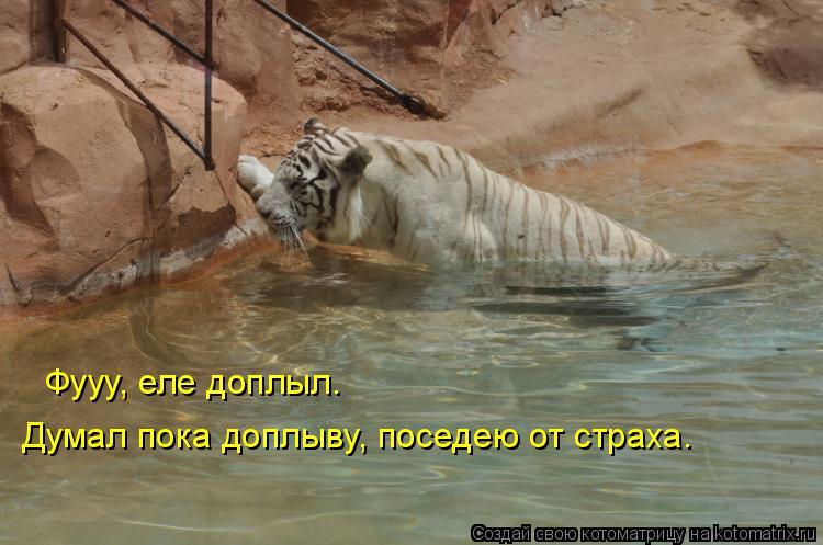 Фууу, еле доплыл. Думал пока доплыву, поседею от страха.... Котоматрица: Фууу, еле доплыл. Думал пока доплыву, поседею от страха.