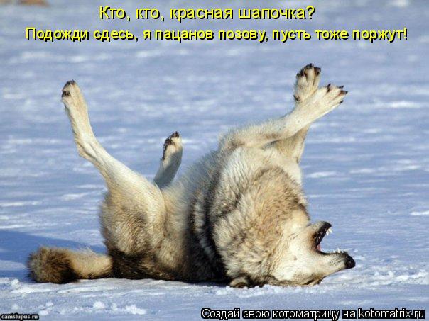 Кто, кто, красная шапочка? Подожди сдесь, я пацанов позову, пусть тоже поржут!... Котоматрица: Кто, кто, красная шапочка? Подожди сдесь, я пацанов позову, пусть тоже поржут!