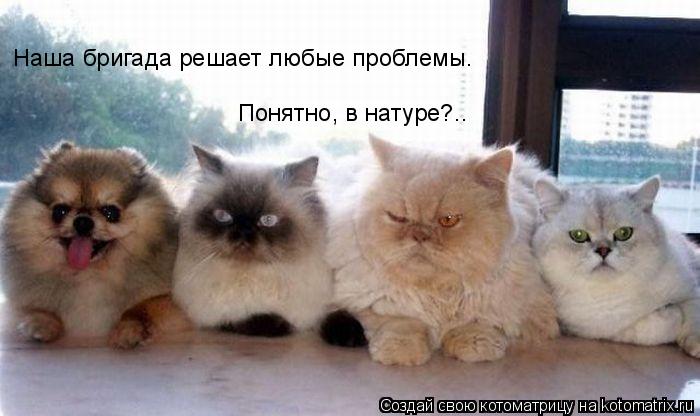 Наша бригада решает любые проблемы. Понятно, в натуре?..... Котоматрица: Наша бригада решает любые проблемы. Понятно, в натуре?..