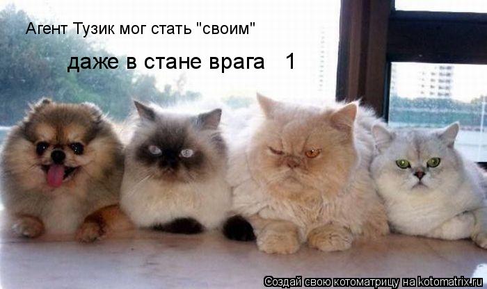 Агент Тузик мог стать "своим" даже в стане врага № 1... Котоматрица: Агент Тузик мог стать "своим" даже в стане врага № 1