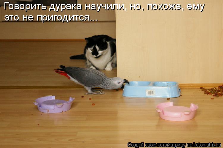 Котоматрица: Говорить дурака научили, но, похоже, ему это не пригодится...