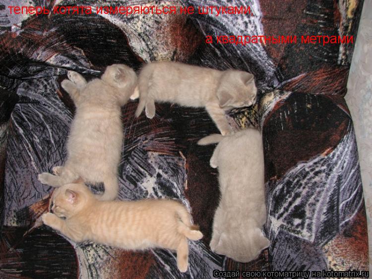 теперь котята измеряються не штуками, а квадратными метрами... Котоматрица: теперь котята измеряються не штуками, а квадратными метрами