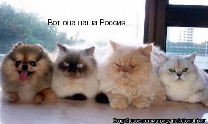 Вот она наша Россия........ Котоматрица: Вот она наша Россия.....