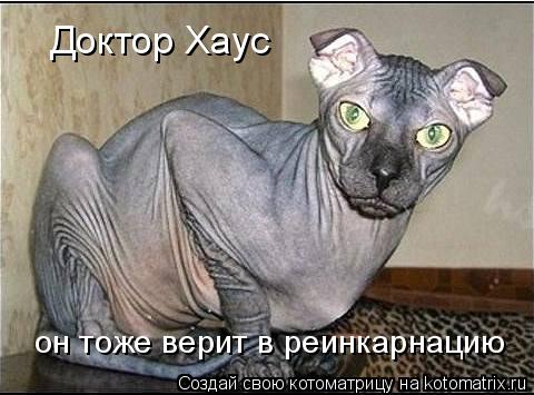 Доктор Хаус он тоже верит в реинкарнацию... Котоматрица: Доктор Хаус он тоже верит в реинкарнацию