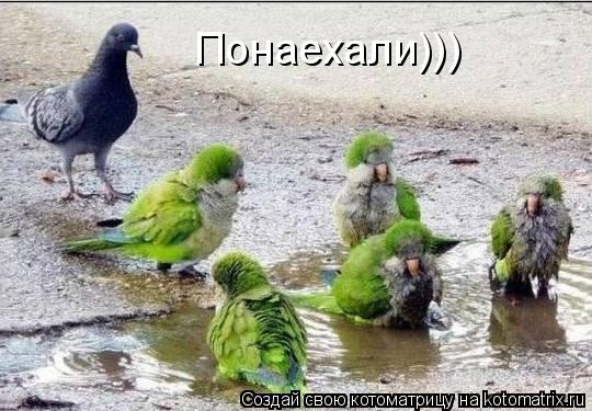 Понаехали)))... Котоматрица: Понаехали)))