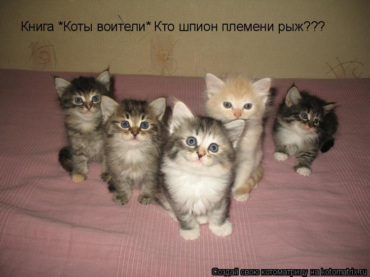 Книга *Коты воители* Кто шпион племени рыж???... Котоматрица: Книга *Коты воители* Кто шпион племени рыж???
