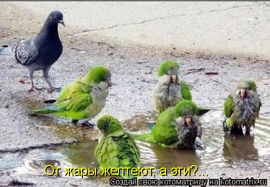 От жары желтеют, а эти?...... Котоматрица: От жары желтеют, а эти?...