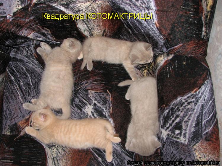 Квадратура КОТОМАКТРИЦЫ... Котоматрица: Квадратура КОТОМАКТРИЦЫ