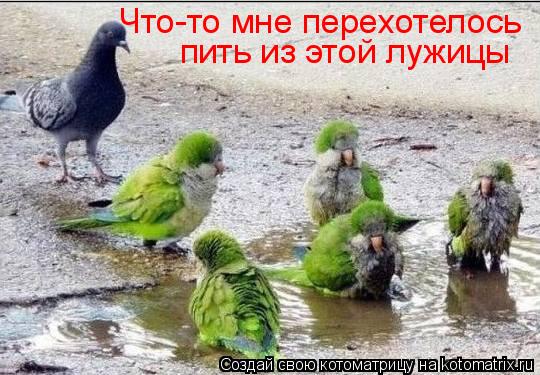 Что-то мне перехотелось пить из этой лужицы... Котоматрица: Что-то мне перехотелось пить из этой лужицы