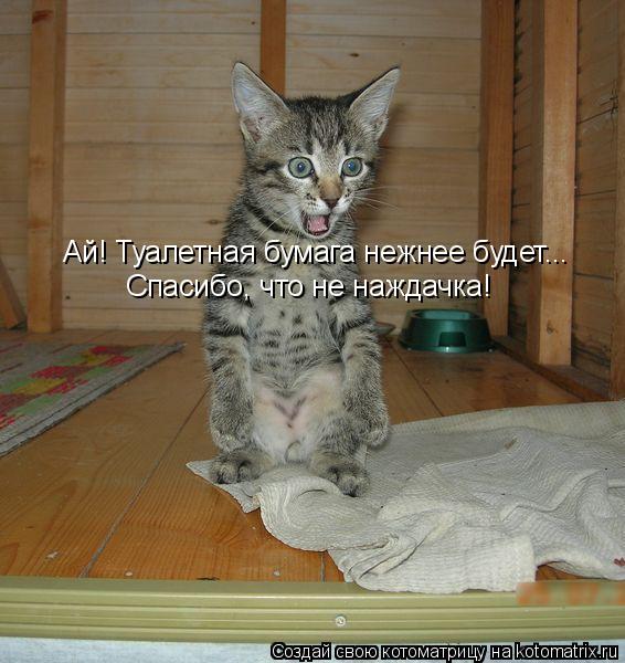 Ай! Туалетная бумага нежнее будет... Спасибо, что не наждачка!... Котоматрица: Ай! Туалетная бумага нежнее будет... Спасибо, что не наждачка!