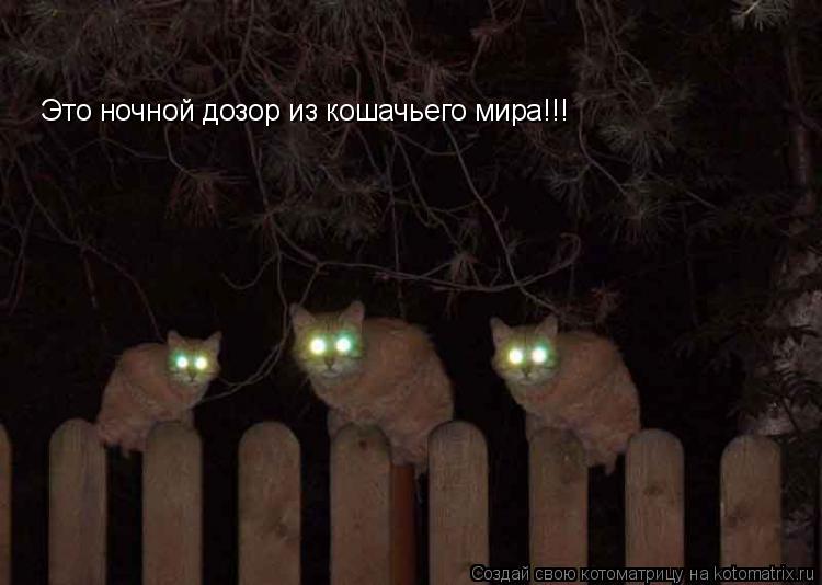 Это ночной дозор из кошачьего мира!!!... Котоматрица: Это ночной дозор из кошачьего мира!!!