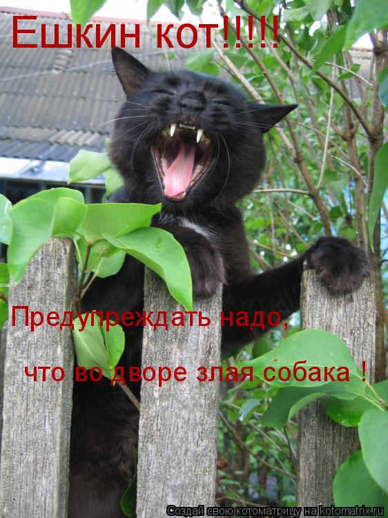 Ешкин кот!!!!! Предупреждать надо, что во дворе злая собака !... Котоматрица: Ешкин кот!!!!! Предупреждать надо, что во дворе злая собака !