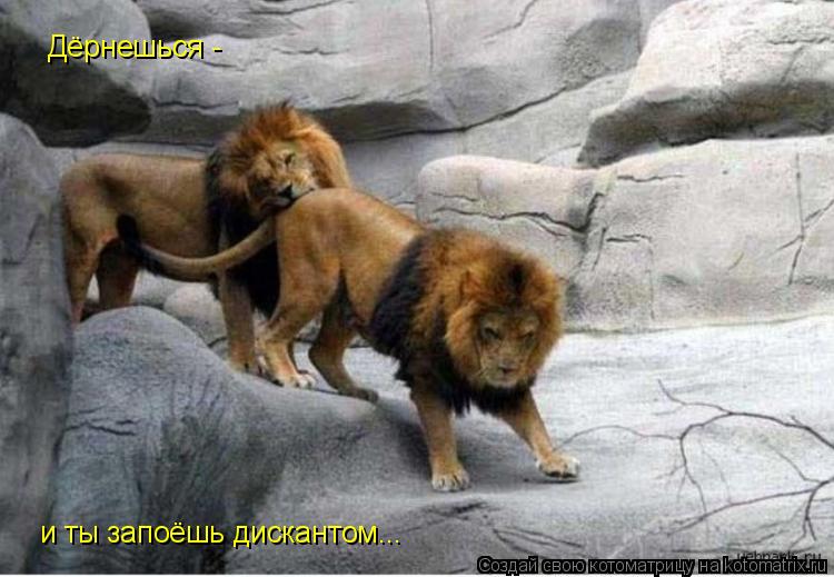 и ты запоёшь дискантом... Дёрнешься -... Котоматрица: и ты запоёшь дискантом... Дёрнешься -
