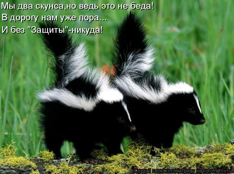 Мы два скунса,но ведь это не беда! В дорогу нам уже пора... И без "Защиты"-никуда!... Котоматрица: Мы два скунса,но ведь это не беда! В дорогу нам уже пора... И без "Защиты"-никуда!