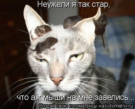 Котоматрица: Неужели я так стар, что аж мыши на мне завелись...