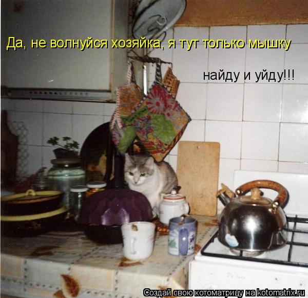 Да, не волнуйся хозяйка, я тут только мышку найду и уйду!!!... Котоматрица: Да, не волнуйся хозяйка, я тут только мышку найду и уйду!!!