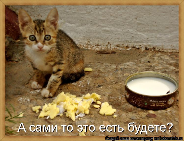 Котоматрица: А сами то это есть будете?