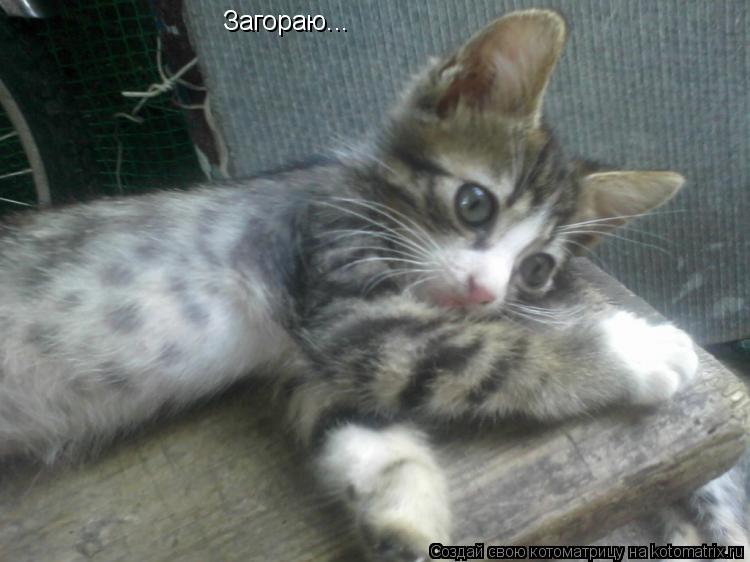Котоматрица: Загораю...