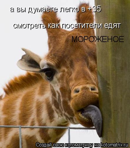 Котоматрица: а вы думаете легко в +35  смотреть как посетители едят МОРОЖЕНОЕ