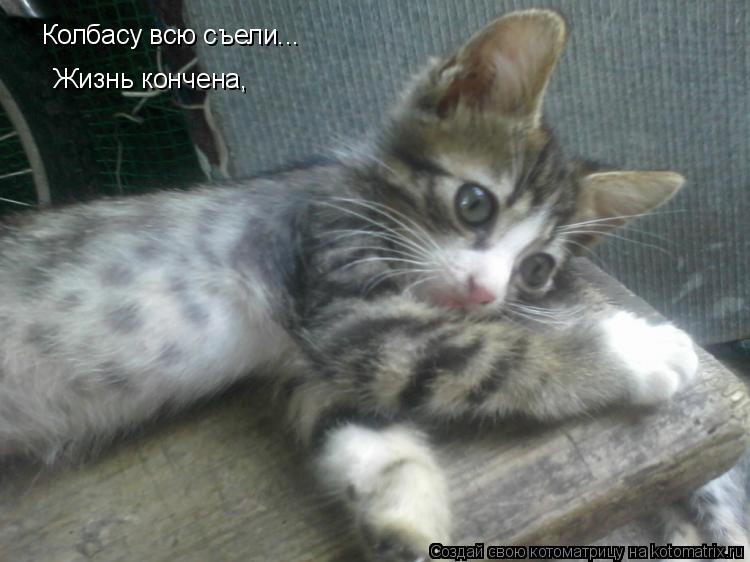 Котоматрица: Колбасу всю съели... Жизнь кончена,