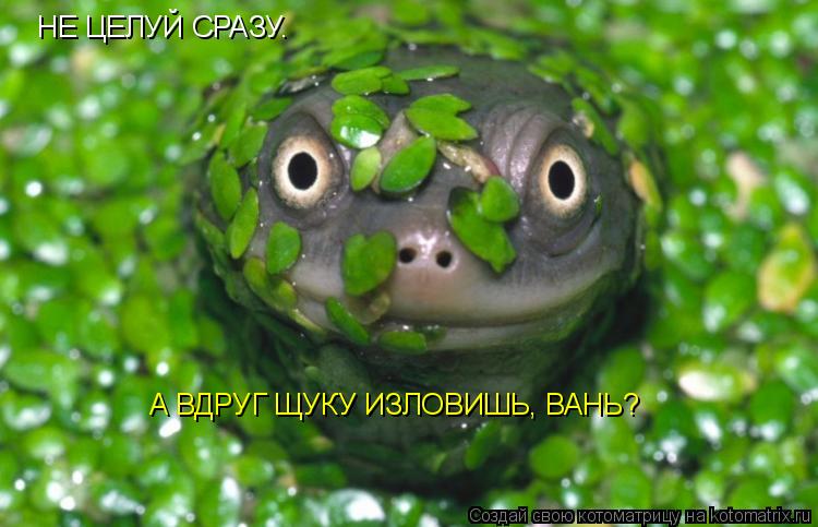 Котоматрица: НЕ ЦЕЛУЙ СРАЗУ. А ВДРУГ ЩУКУ ИЗЛОВИШЬ, ВАНЬ?