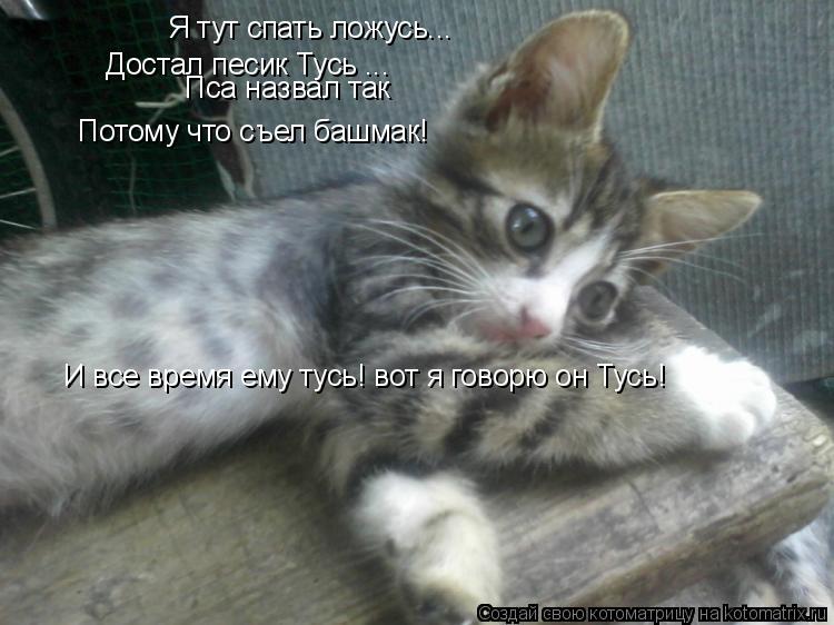 Котоматрица: Я тут спать ложусь... Достал песик Тусь ... Пса назвал так Потому что съел башмак! И все время ему тусь! вот я говорю он Тусь!