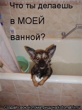 Котоматрица: Что ты делаешь в МОЕЙ ванной?