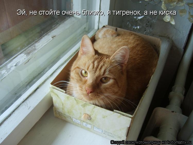 Котоматрица: Эй, не стойте очень близко, я тигренок, а не киска