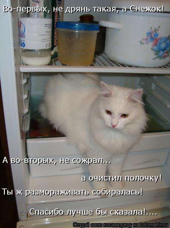 Котоматрица: Во-первых, не дрянь такая, а Снежок! А во-вторых, не сожрал... а очистил полочку! Ты ж размораживать собиралась! Спасибо лучше бы сказала!....