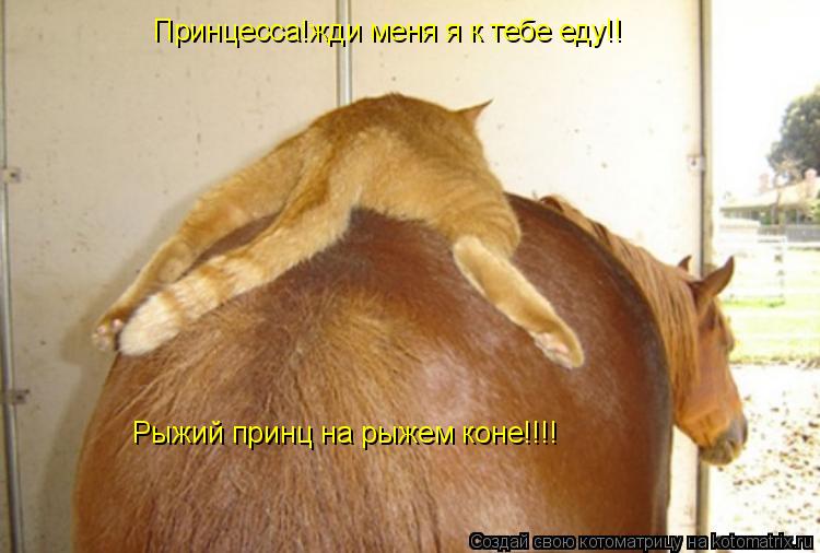Котоматрица: Принцесса!жди меня я к тебе еду!!  Рыжий принц на рыжем коне!!!!