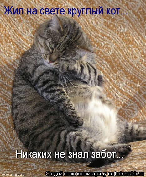 Жил на свете круглый кот... Никаких не знал забот...... Котоматрица: Жил на свете круглый кот... Никаких не знал забот...