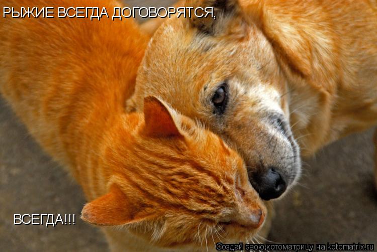 Котоматрица: ВСЕГДА!!! РЫЖИЕ ВСЕГДА ДОГОВОРЯТСЯ,
