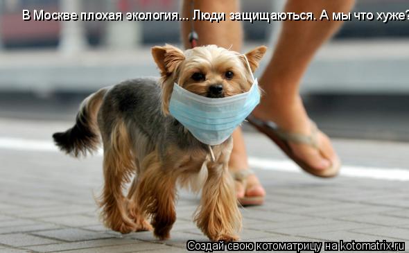 Котоматрица: В Москве плохая экология... Люди защищаються. А мы что хуже?)