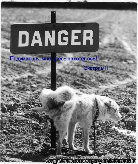 Подумаешь, мне здесь захотелось! Экстрим!!! Экстрим!!!... Котоматрица: Подумаешь, мне здесь захотелось! Экстрим!!! Экстрим!!!