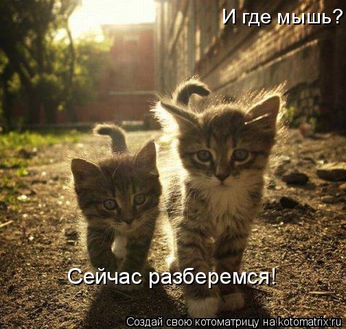 И где мышь? И где мышь? И где мышь? Сейчас разберемся!... Котоматрица: И где мышь? И где мышь? И где мышь? Сейчас разберемся!