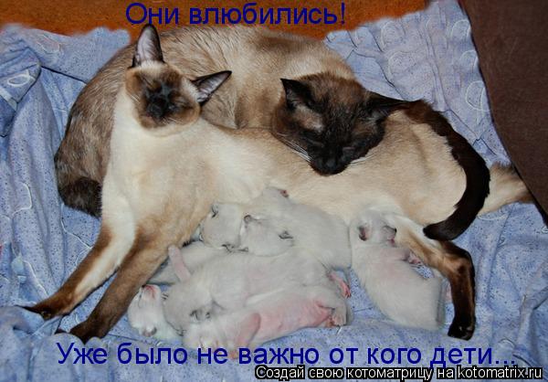 Уже было не важно от кого дети... Они влюбились!... Котоматрица: Уже было не важно от кого дети... Они влюбились!