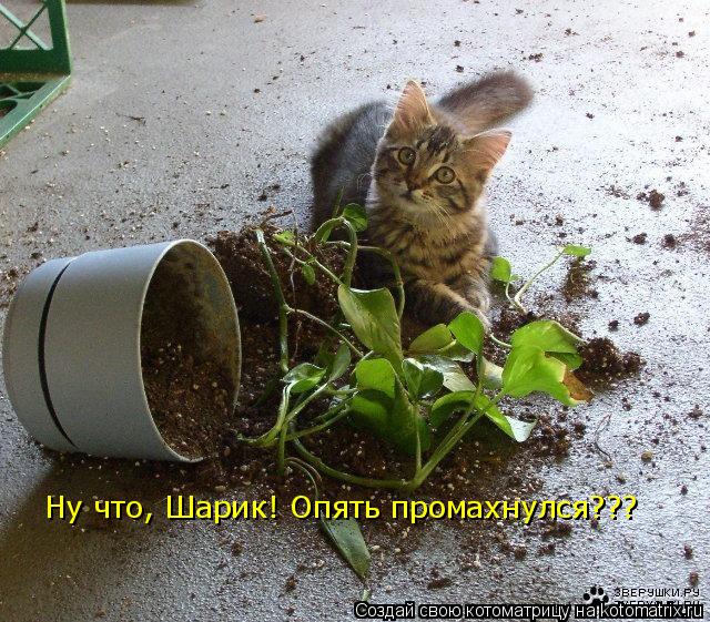 Ну что, Шарик! Опять промахнулся???... Котоматрица: Ну что, Шарик! Опять промахнулся???