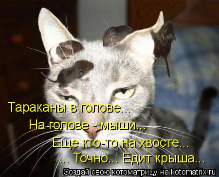Тараканы в голове... На голове - мыши... Еще кто-то на хвосте... ... Точно... Едит крыша...... Котоматрица: Тараканы в голове... На голове - мыши... Еще кто-то на хвосте... ... Точно... Едит крыша...