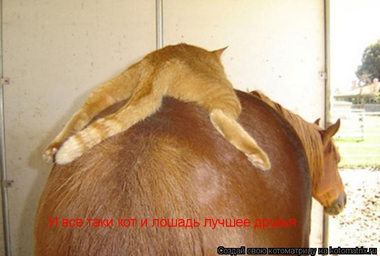 И все таки кот и лошадь лучшее друзья... Котоматрица: И все таки кот и лошадь лучшее друзья