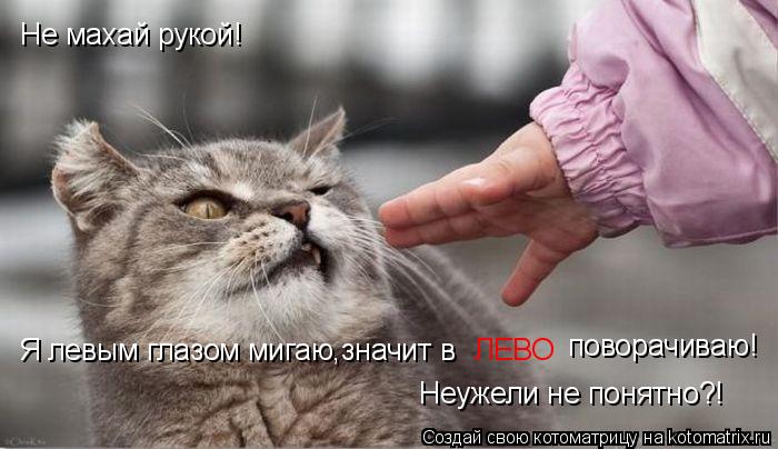 Не махай рукой! Я левым глазом мигаю,значит в ЛЕВО поворачиваю! Неужели не понятно?!... Котоматрица: Не махай рукой! Я левым глазом мигаю,значит в ЛЕВО поворачиваю! Неужели не понятно?!